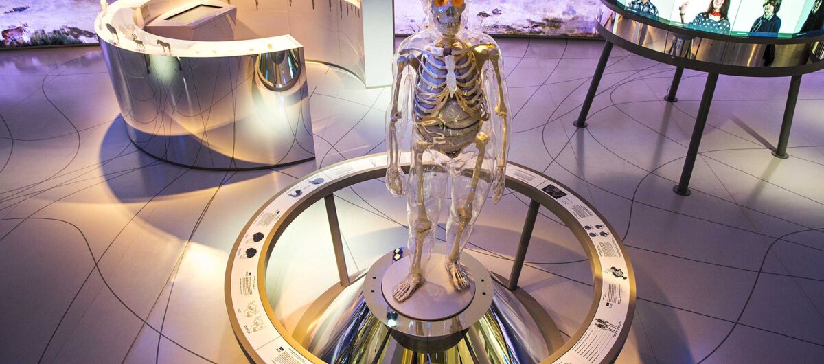 Blick in den Ausstellungsraum, in dem die Exponate mit Informationen kreisförmig aufgebaut sind.: In der Mitte des Bildes steht ein Skelet, ein Kreis darum herum bietet Informationen dazu an.