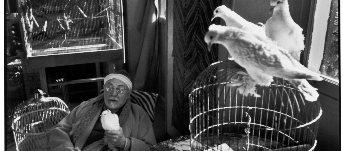 Fotografie von Henri Matisse zu Hause. Er sitzt auf einem Stuhl, vor ihm ein Skizzenbuch, in seiner Hand eine weiße Taube. Um ihn herum stehen drei Vogelkäfige, auf einem sitzen weitere Tauben.
