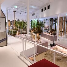 Foto eines Ausstellungsbereichs. Ein barrierefreier Weg schlängelt sich zwischen Stellwänden, Ausgrabungsstätten, Tierpräparaten und Grünpflanzen hindurch.