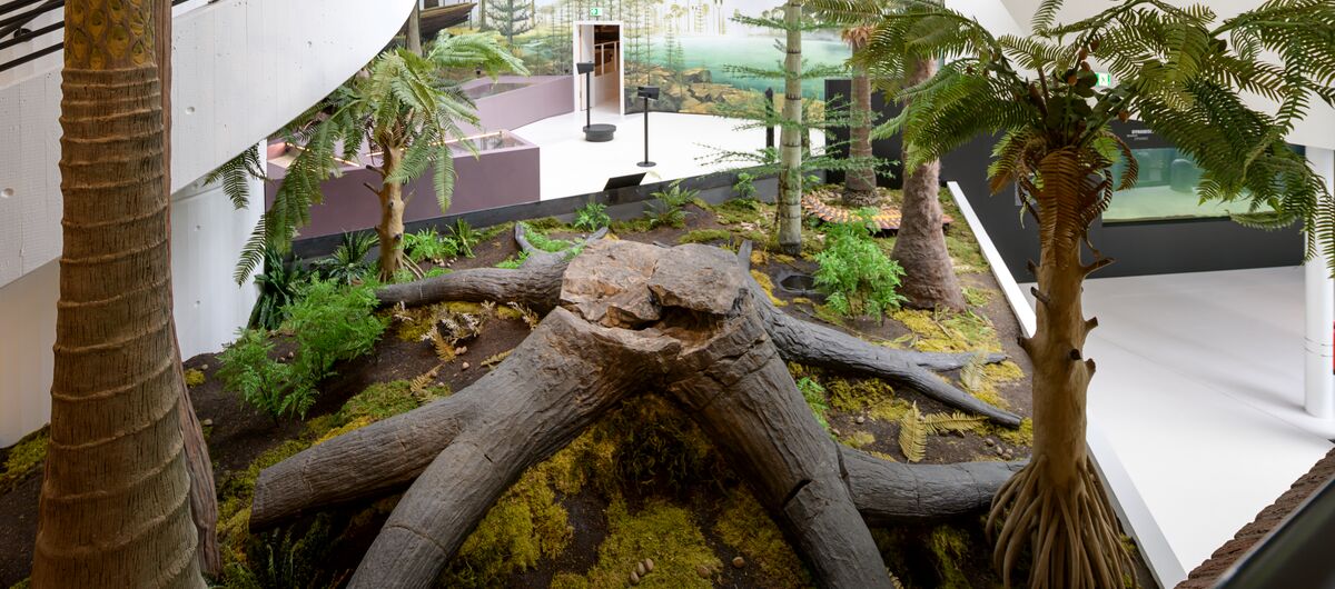 Foto eines Ausstellungsbereichs. Blick auf die Installation eines Baumstumpf mit großen Wurzeln. Drumherum stehen dünnere Bäume unterschiedlicher Art. Der Boden ist von Erde, Moos und Farn bedeckt.
