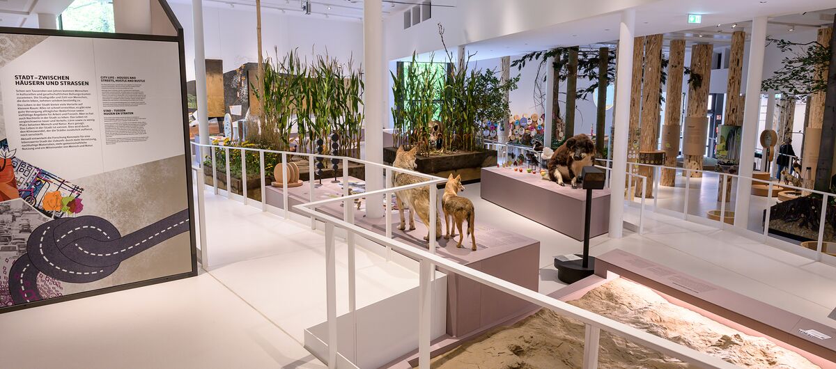 Foto eines Ausstellungsbereichs. Ein barrierefreier Weg schlängelt sich zwischen Stellwänden, Ausgrabungsstätten, Tierpräparaten und Grünpflanzen hindurch.