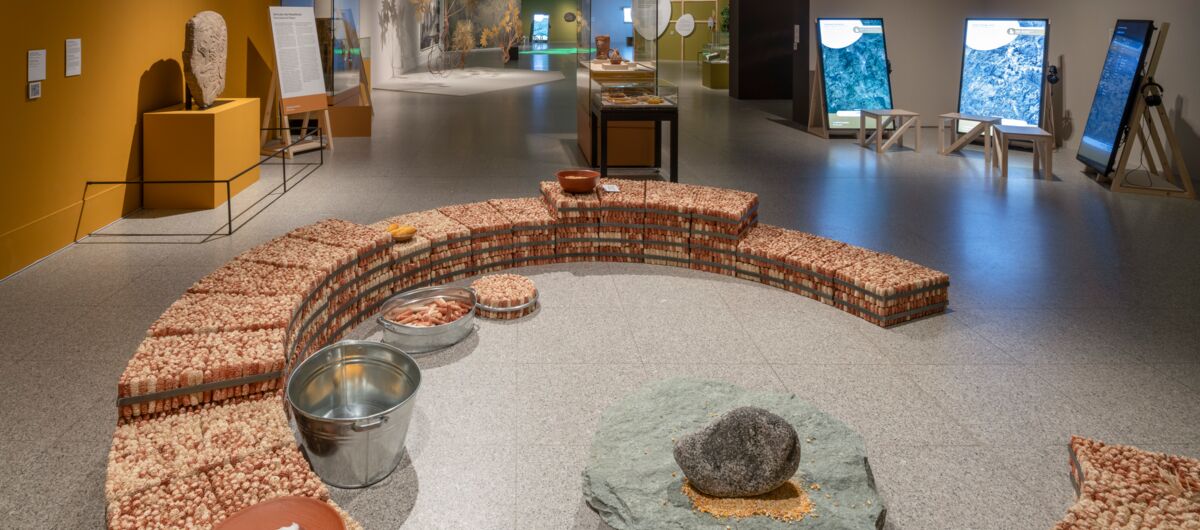 Blick in einen Ausstellungsraum, der im vorderen Teil einen Halbkreis aus geernteten Maiskolben, zu Sitzgelegenheiten angeordnet, um einen flachen Mahlstein zeigt. Im hinteren Teil sind diverse Bilder auf Stativen und Ausstellungsstücke zu sehen.