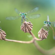 Foto von drei Libellen, die jeweils auf einer verwelkten Blüte sitzen. Sie haben einen grün-blau Stich. Alle drei scheinen direkt in die Kamera zu schauen und die betrachtende Person anzusehen.