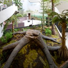 Foto eines Ausstellungsbereichs. Blick auf die Installation eines Baumstumpf mit großen Wurzeln. Drumherum stehen dünnere Bäume unterschiedlicher Art. Der Boden ist von Erde, Moos und Farn bedeckt.