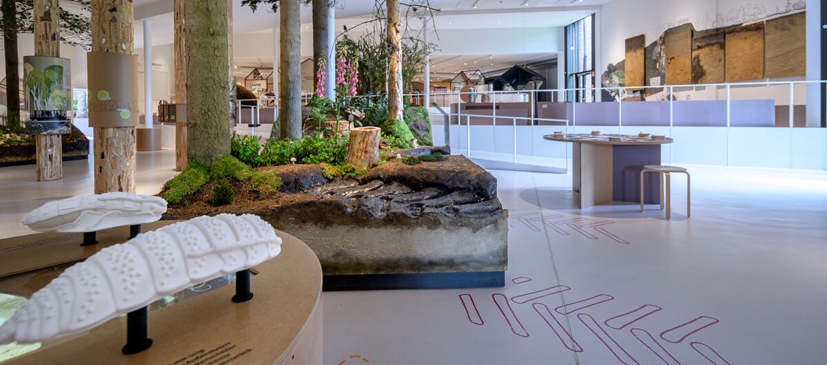 Foto eines Ausstellungsbereichs. Echt wirkende Bäume stehen in dem Raum. Darunter ist ein Waldboden im Querschnitt nachgebaut. Über einen Teil davon geht eine LKW-Reifenspur, die sich bereits auf dem regulären Fußboden durch Aufkleber andeutet.